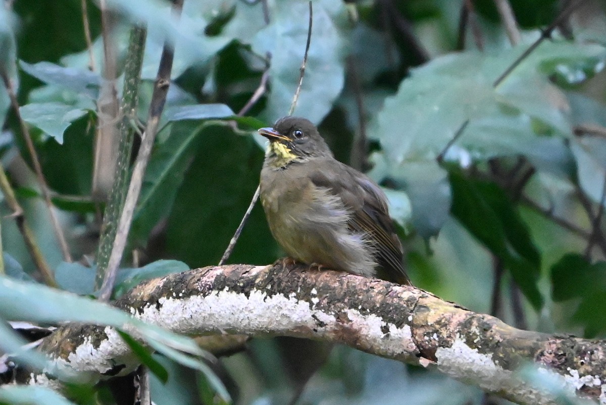 キスジアオヒヨ - ML644749665