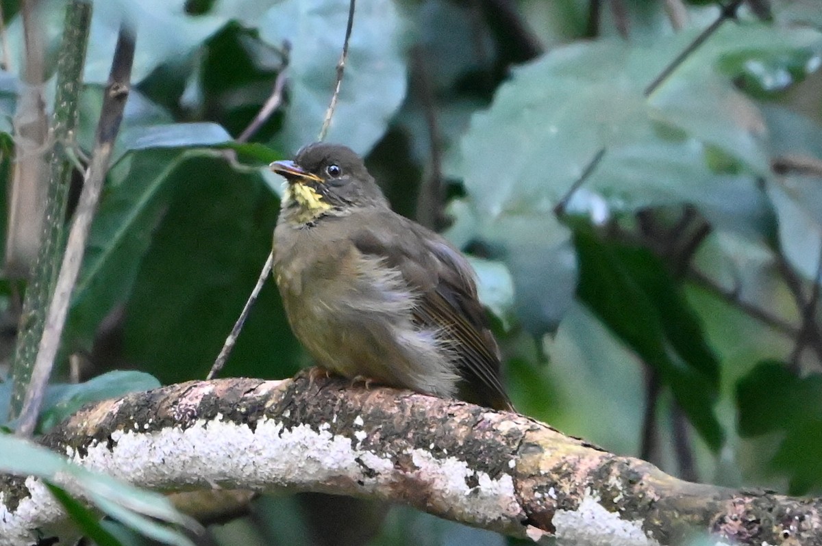 キスジアオヒヨ - ML644749666