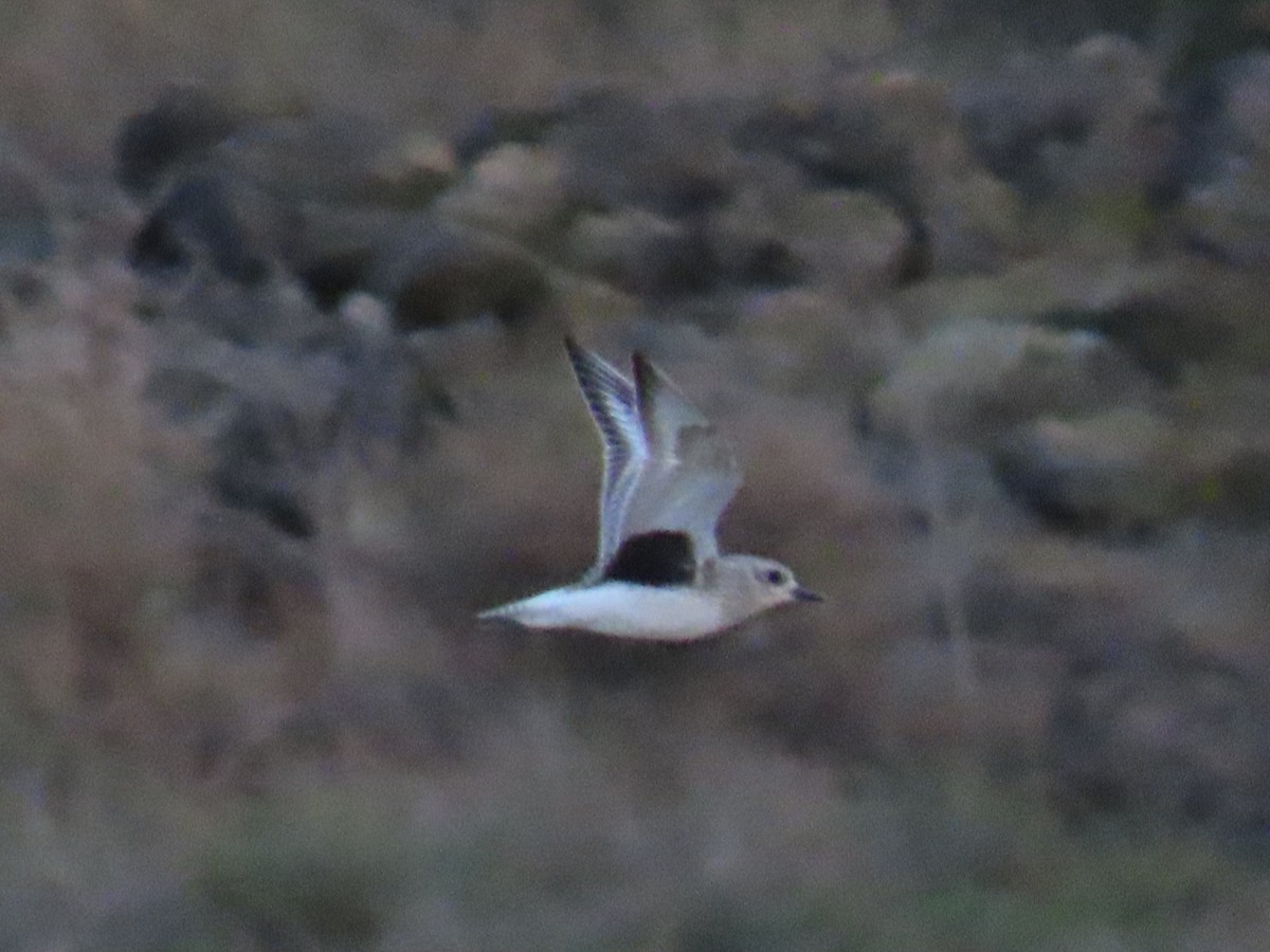 Black-bellied Plover - ML644749668