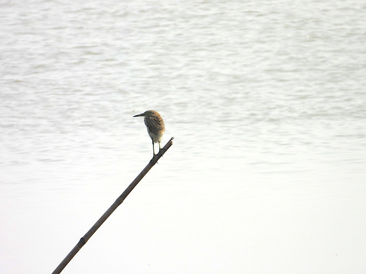 Indian Pond-Heron - ML644749669