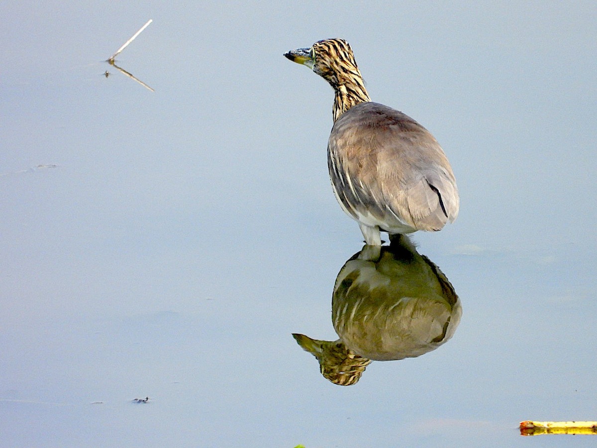 Indian Pond-Heron - ML644749670