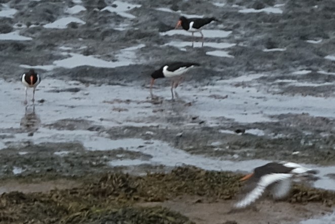 Eurasian Oystercatcher - ML644749682
