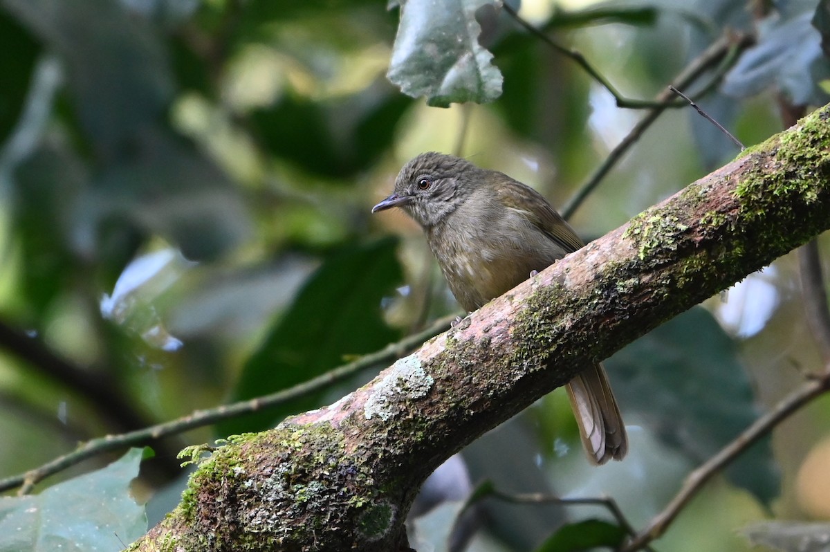 Toro Olive-Greenbul - ML644749695