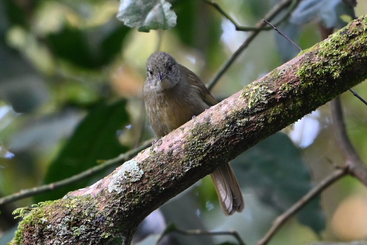 Toro Olive-Greenbul - ML644749696