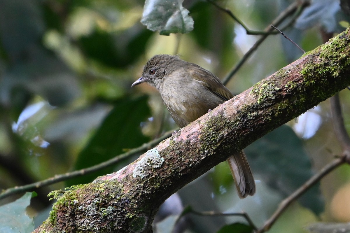 Toro Olive-Greenbul - ML644749697