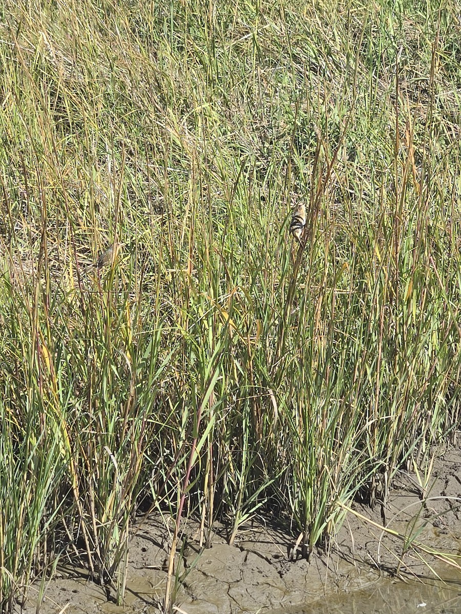 Nelson's Sparrow - ML644749698