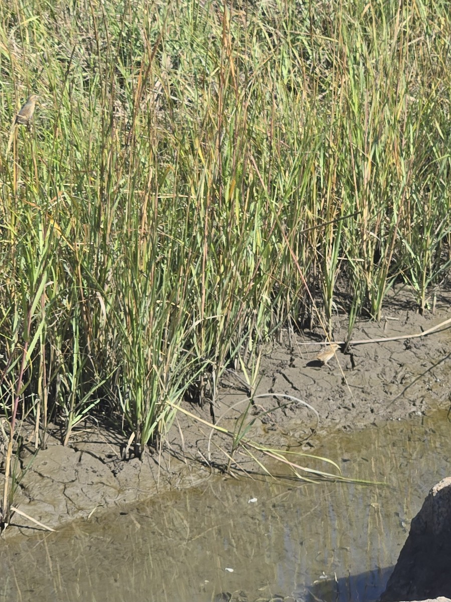 Nelson's Sparrow - ML644749706