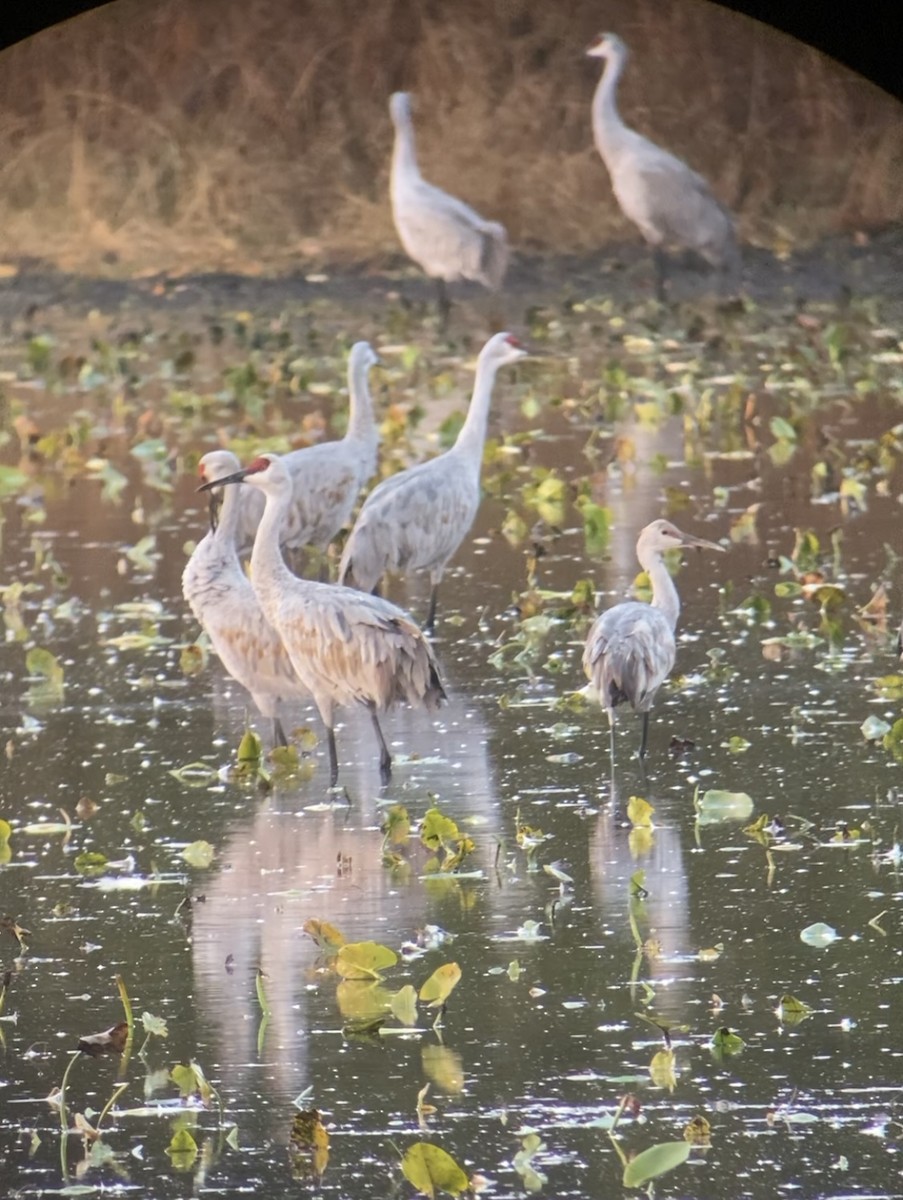 Sandhill Crane - ML644749708