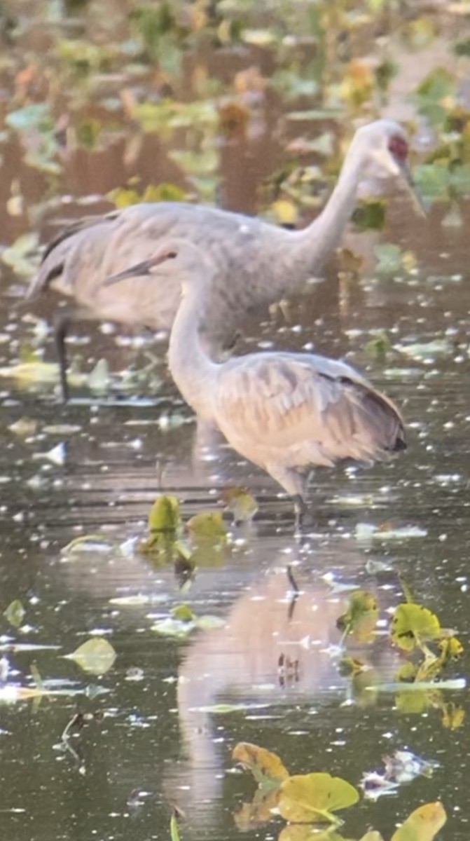 Sandhill Crane - ML644749709