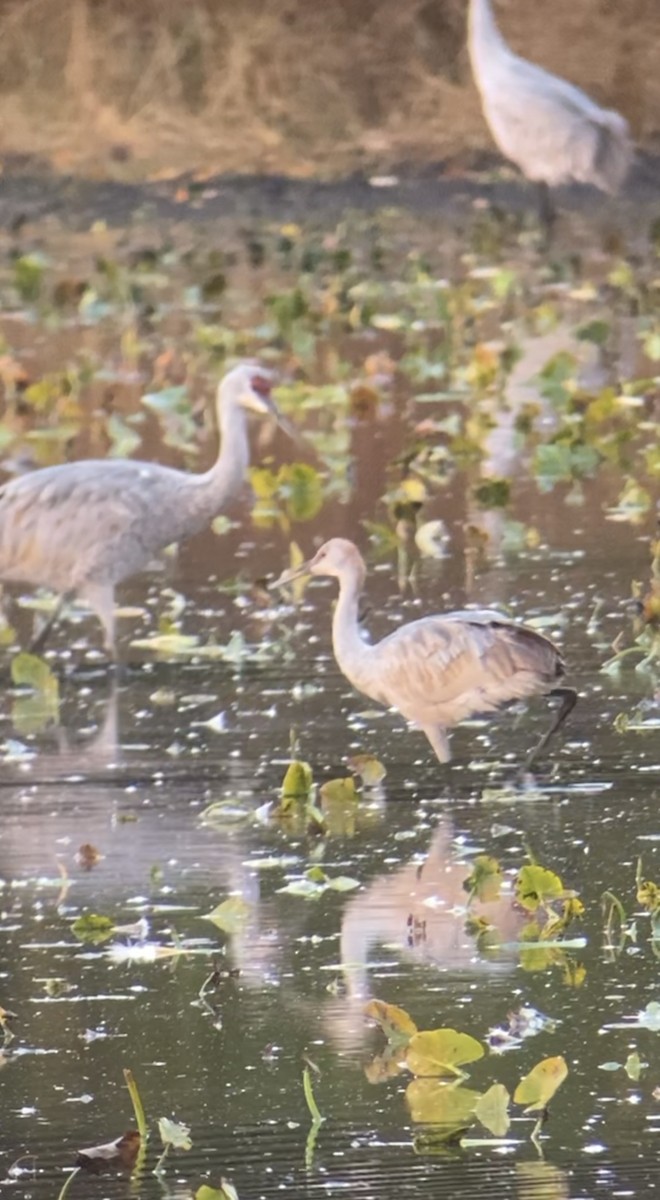 Sandhill Crane - ML644749710