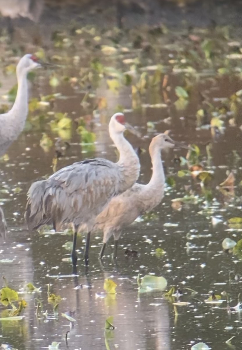 Sandhill Crane - ML644749711