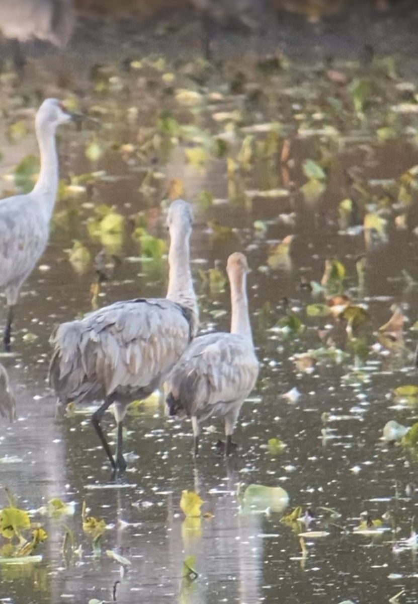 Sandhill Crane - ML644749712