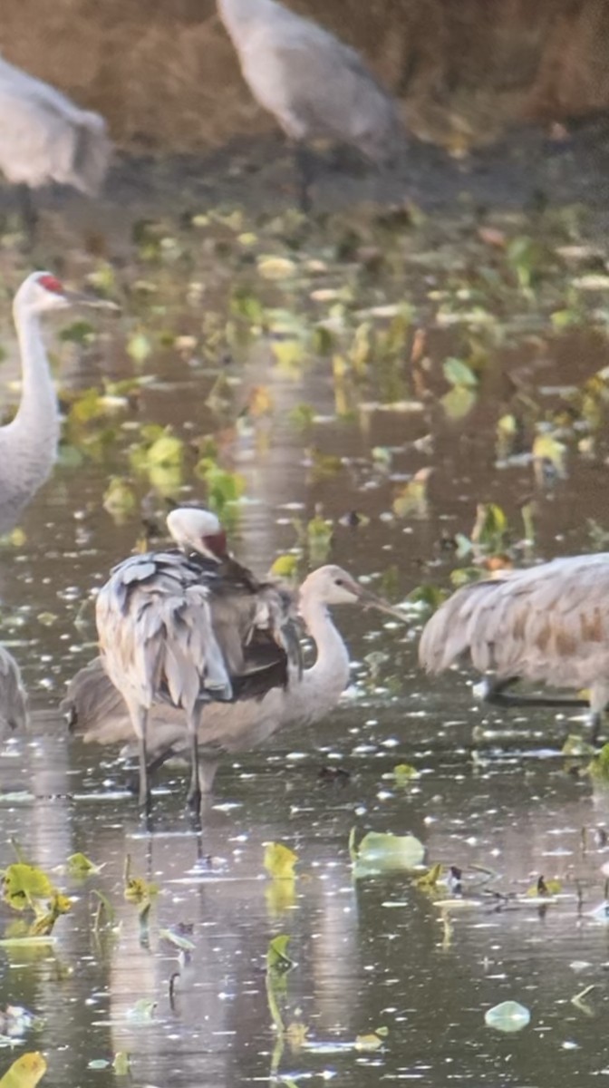 Sandhill Crane - ML644749713
