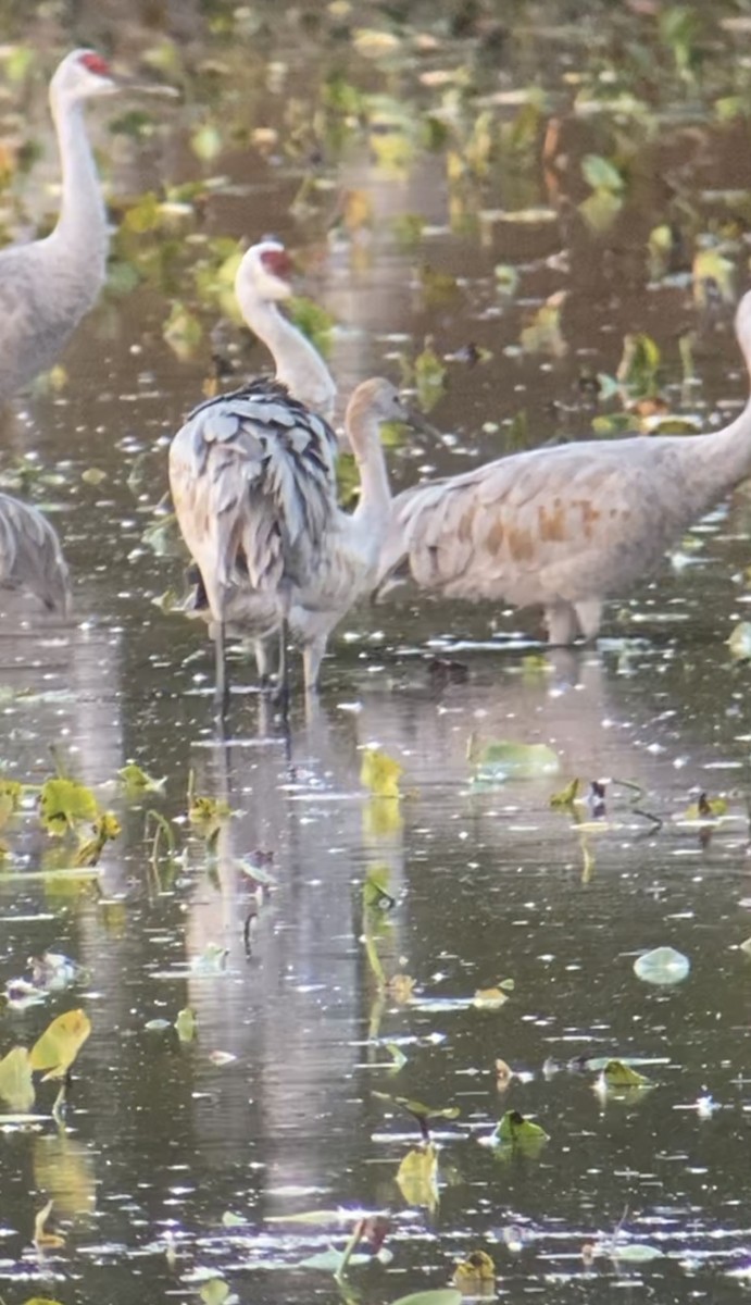 Sandhill Crane - ML644749714