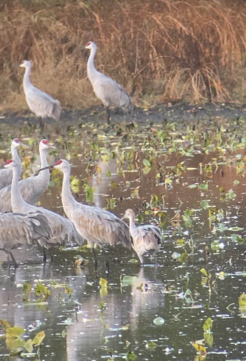 Sandhill Crane - ML644749715