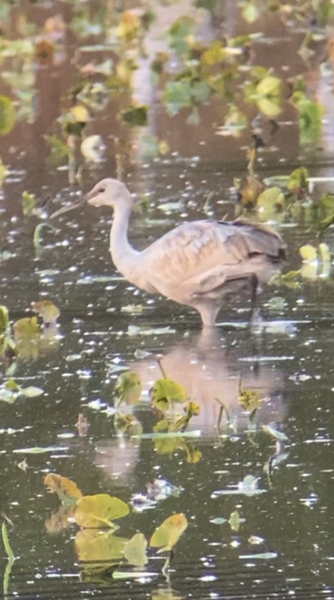 Sandhill Crane - ML644749716