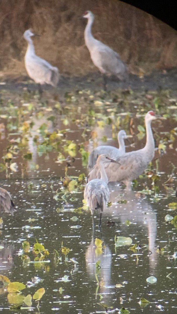 Sandhill Crane - ML644749717