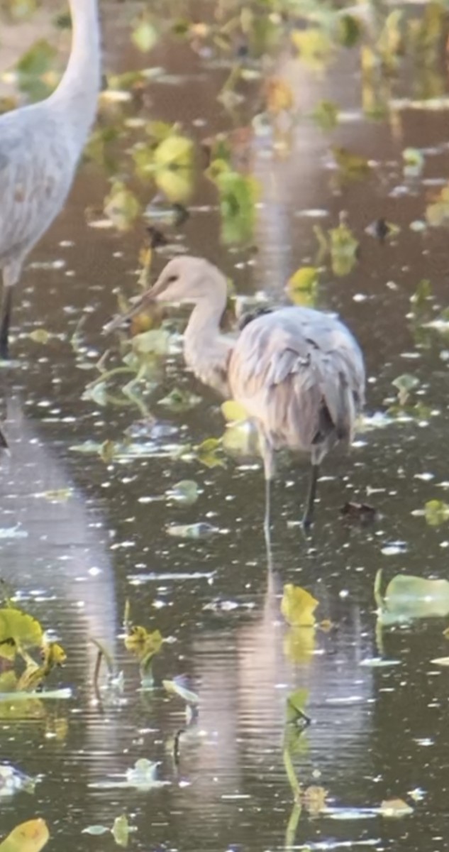 Sandhill Crane - ML644749718