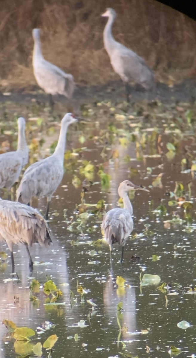 Sandhill Crane - ML644749719