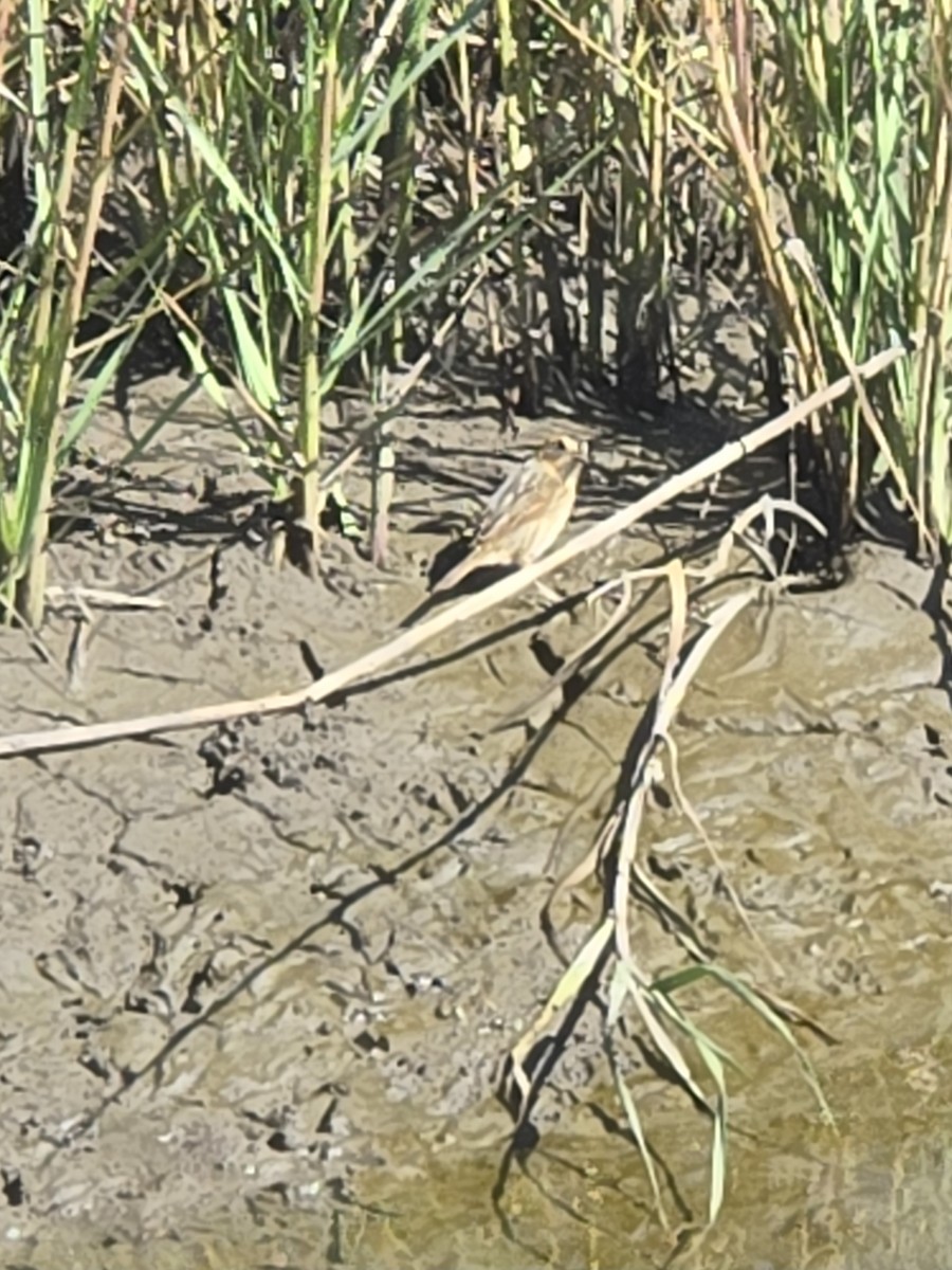 Nelson's Sparrow - ML644749727