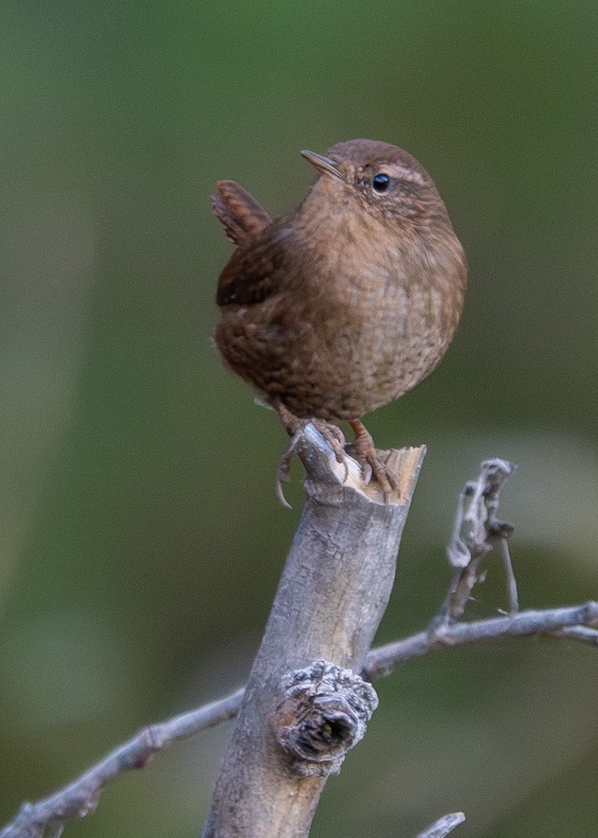 Pacific Wren - ML644749733