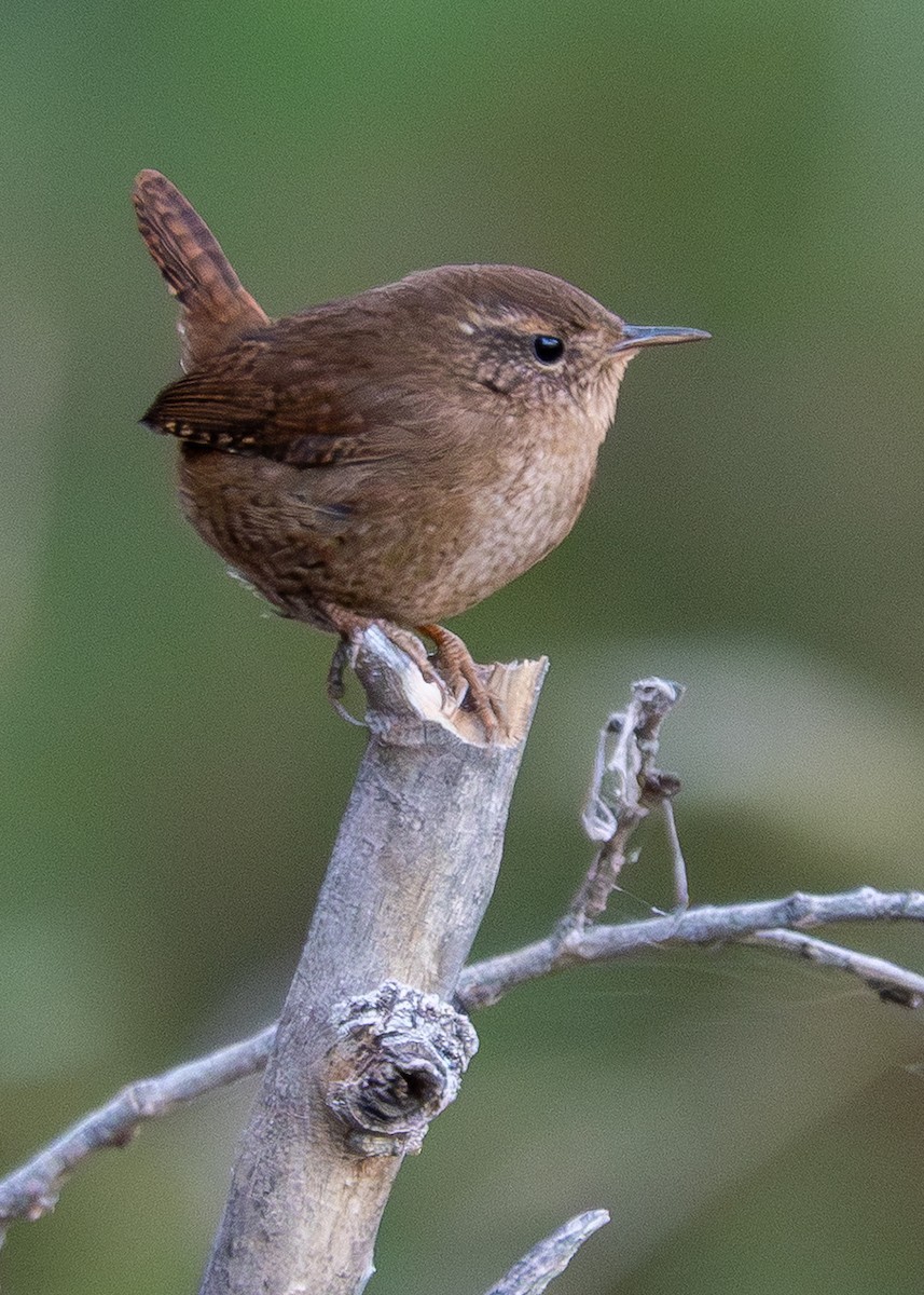 Pacific Wren - ML644749734