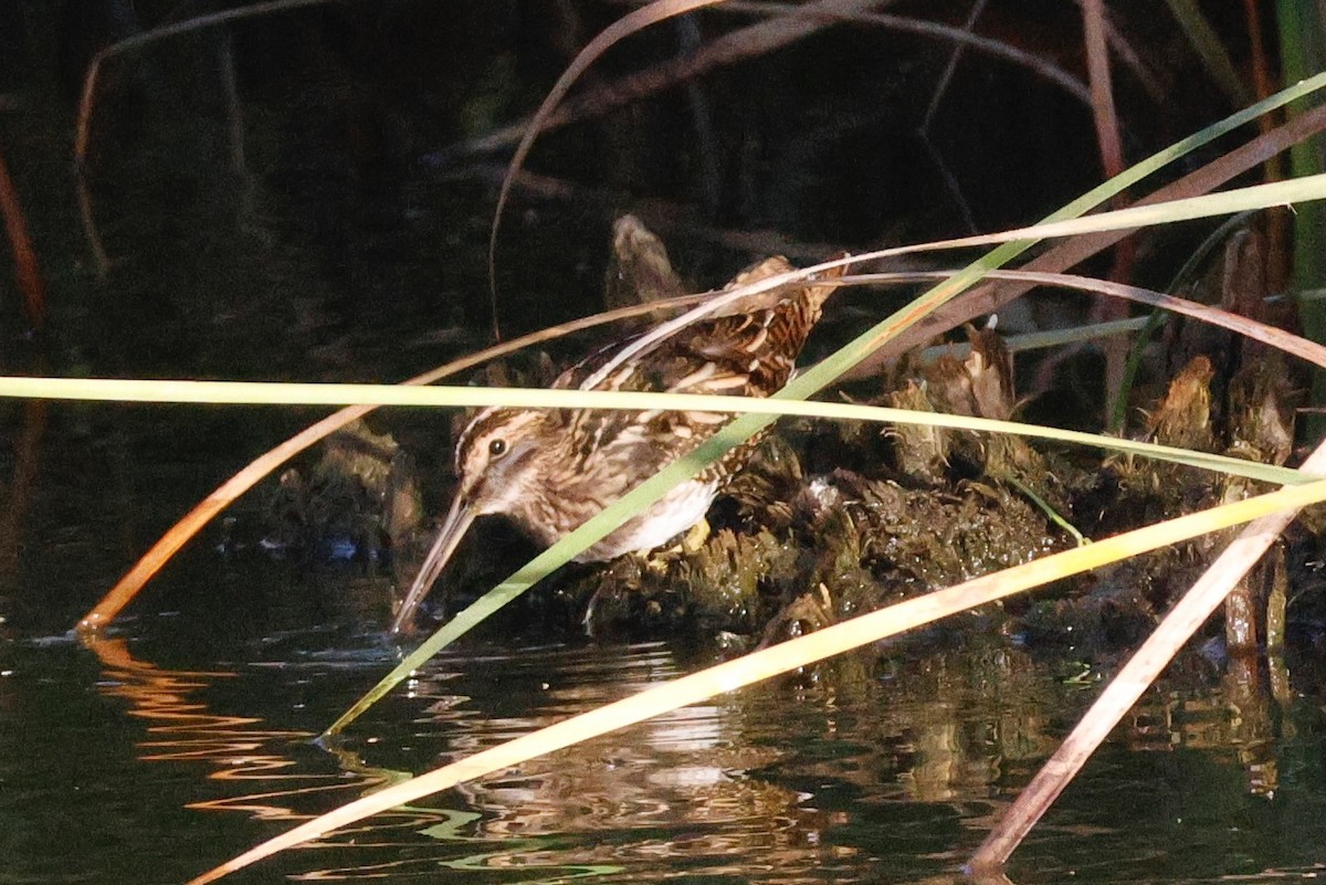 Common Snipe - ML644749761