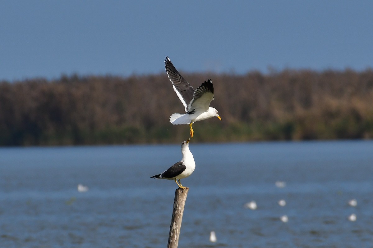 Lesser Black-backed Gull (fuscus) - ML644749764