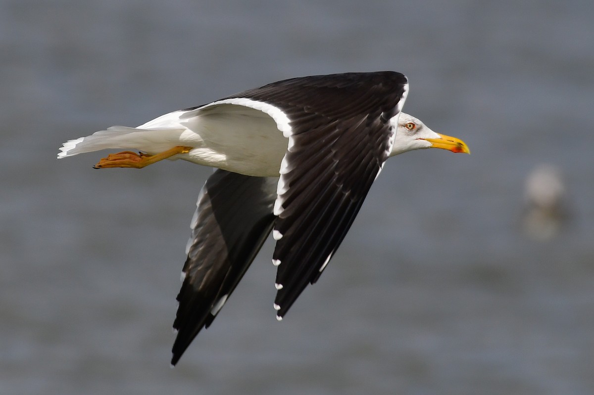 Lesser Black-backed Gull (fuscus) - ML644749765
