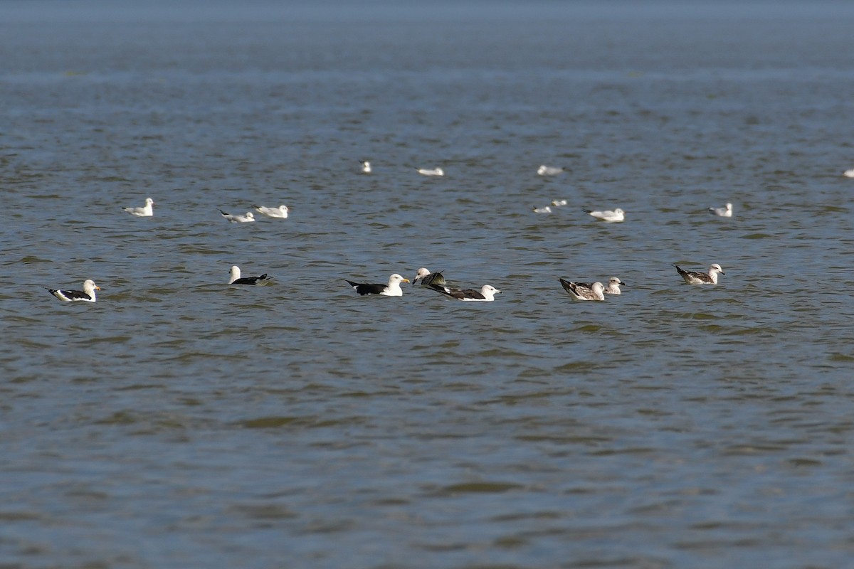 Lesser Black-backed Gull (fuscus) - ML644749766