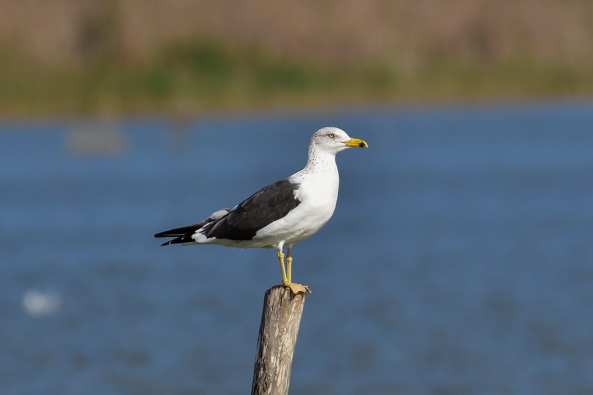 Lesser Black-backed Gull (fuscus) - ML644749767