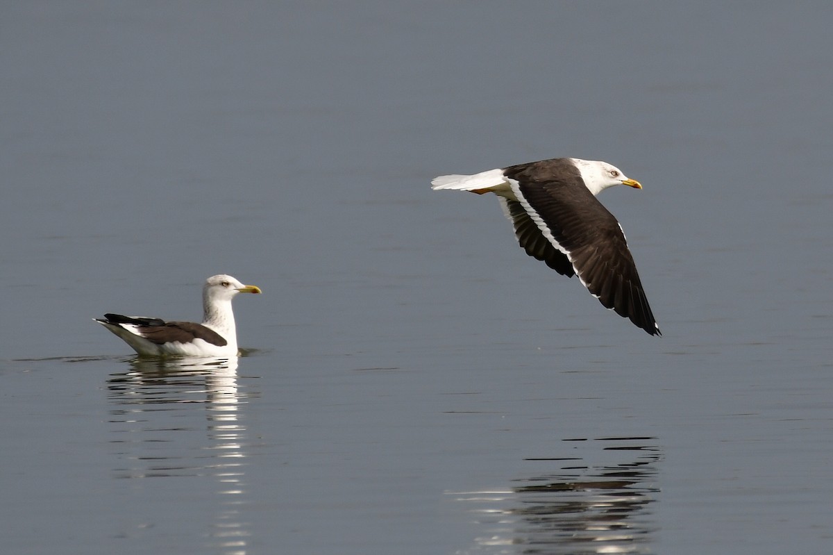 Lesser Black-backed Gull (fuscus) - ML644749768