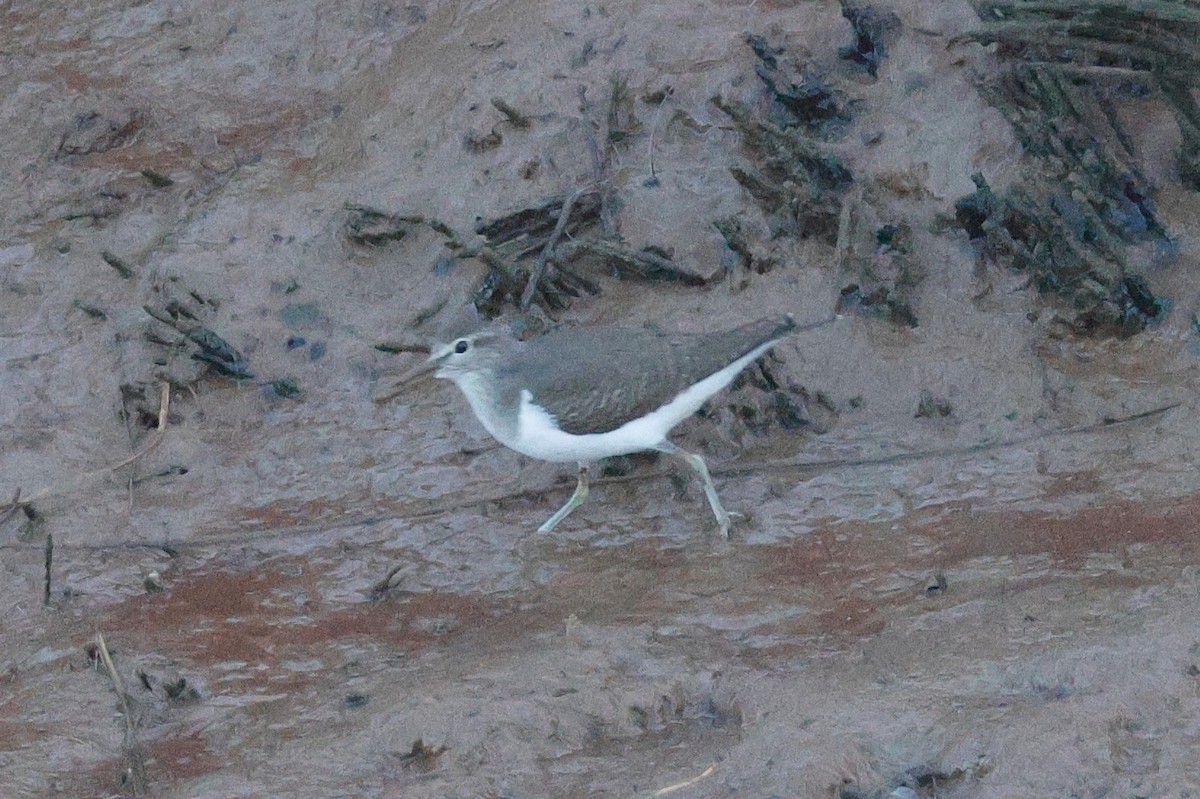 Common Sandpiper - ML644749771