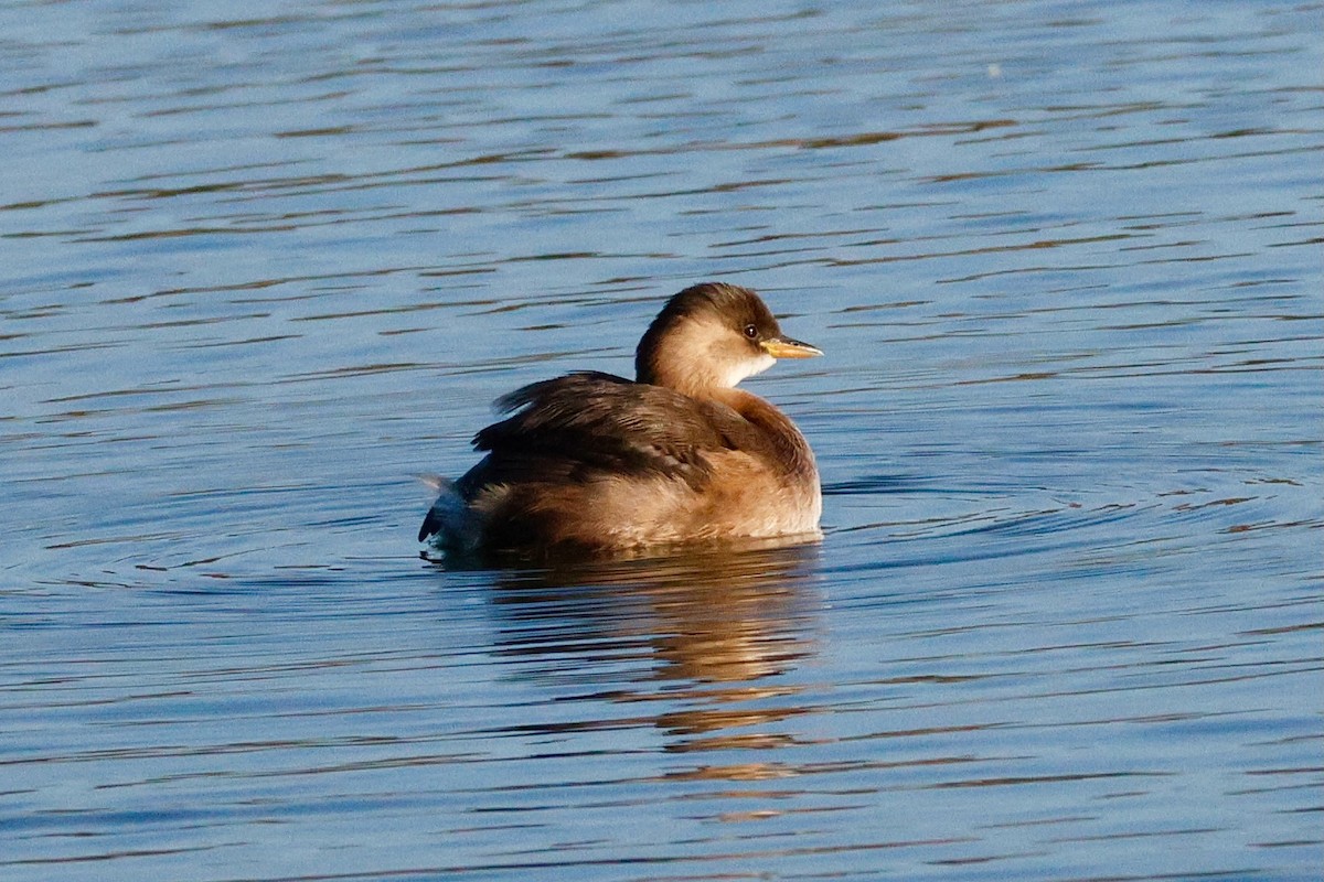 Little Grebe - ML644749786