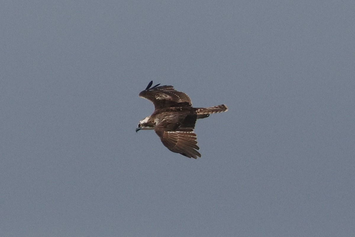 Osprey - ML644749794