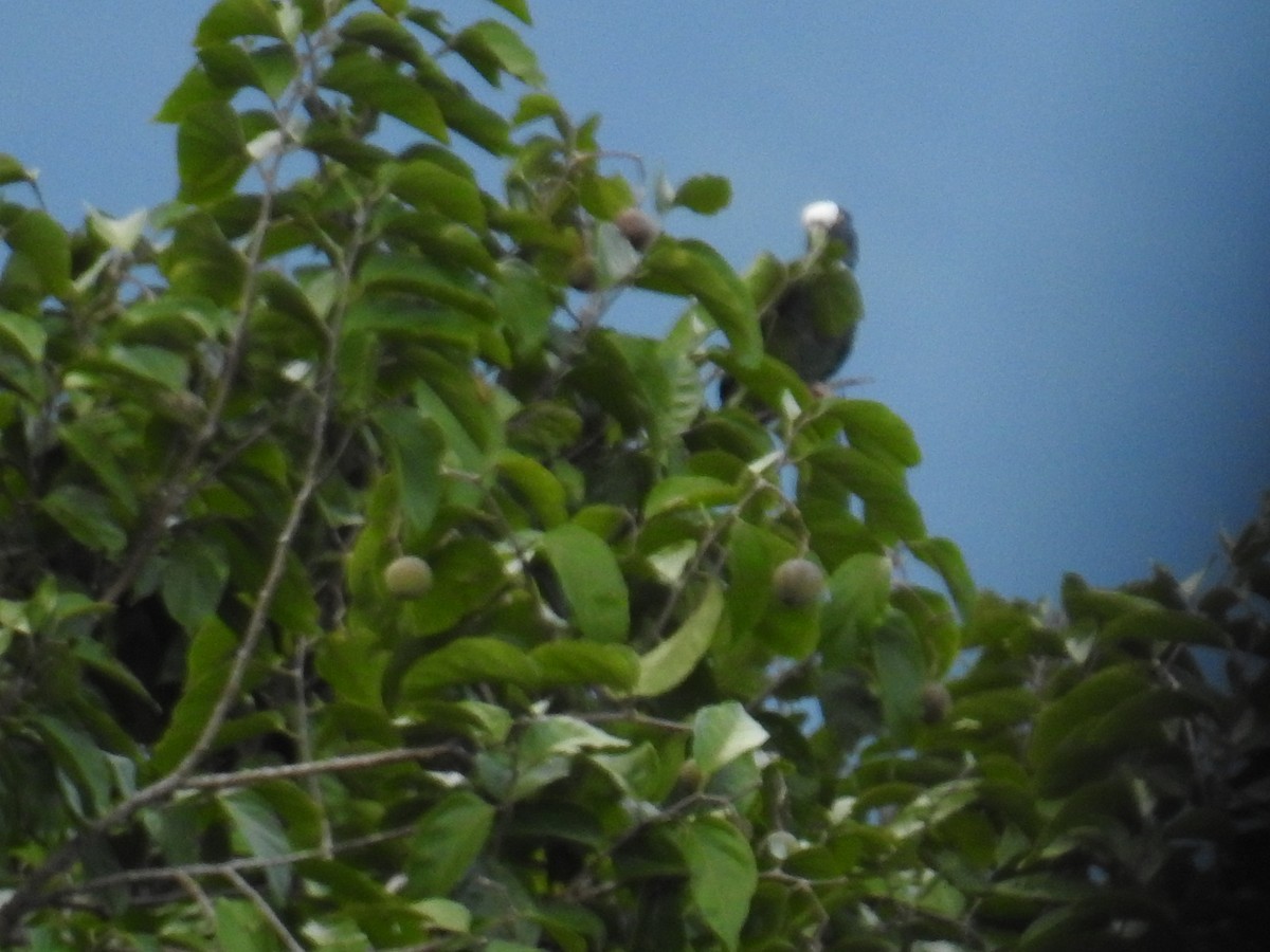 Loro Senil - ML644749802