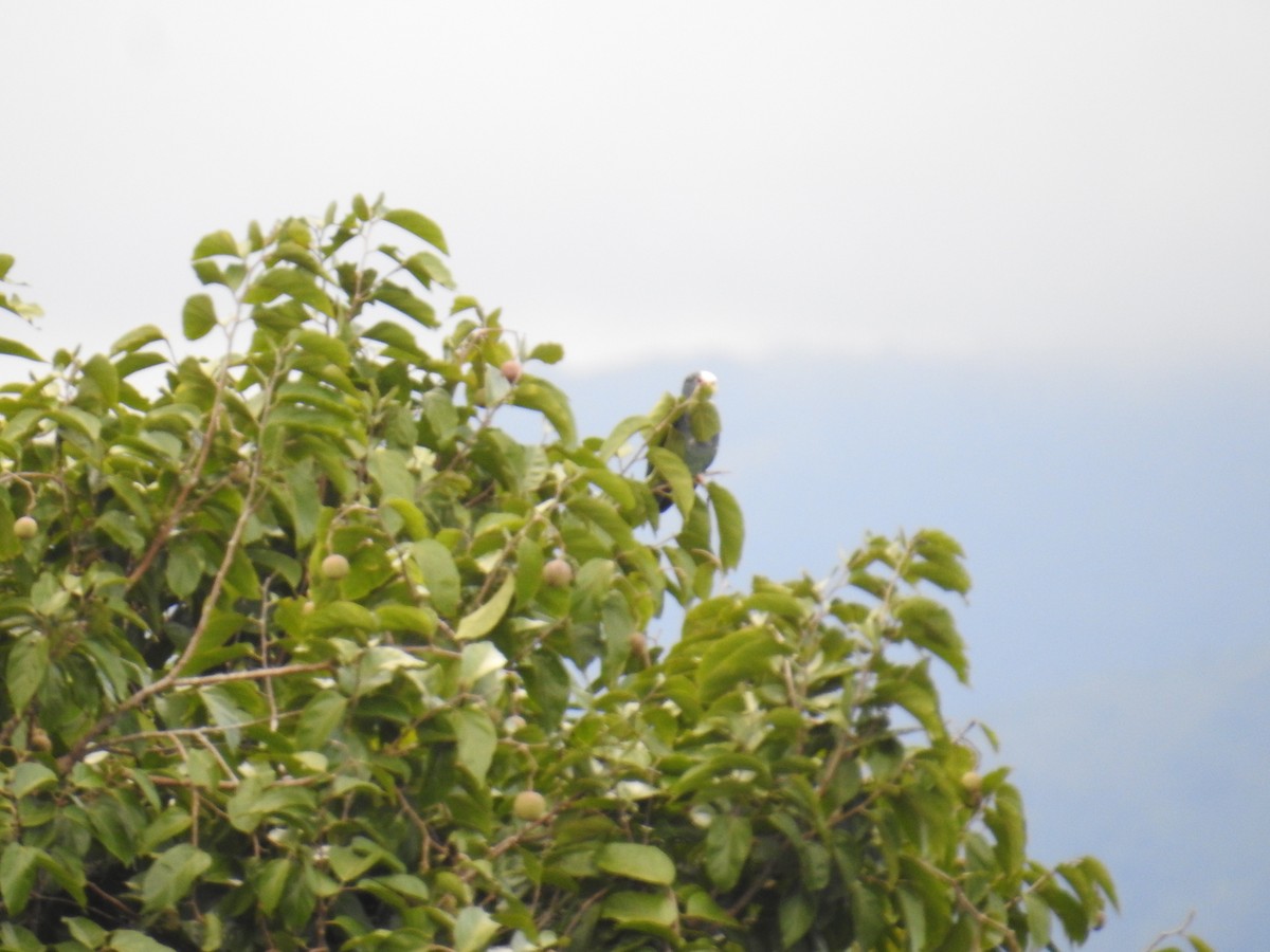 Loro Senil - ML644749803