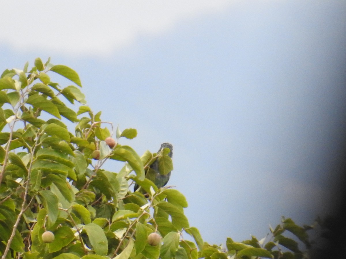 Loro Senil - ML644749804