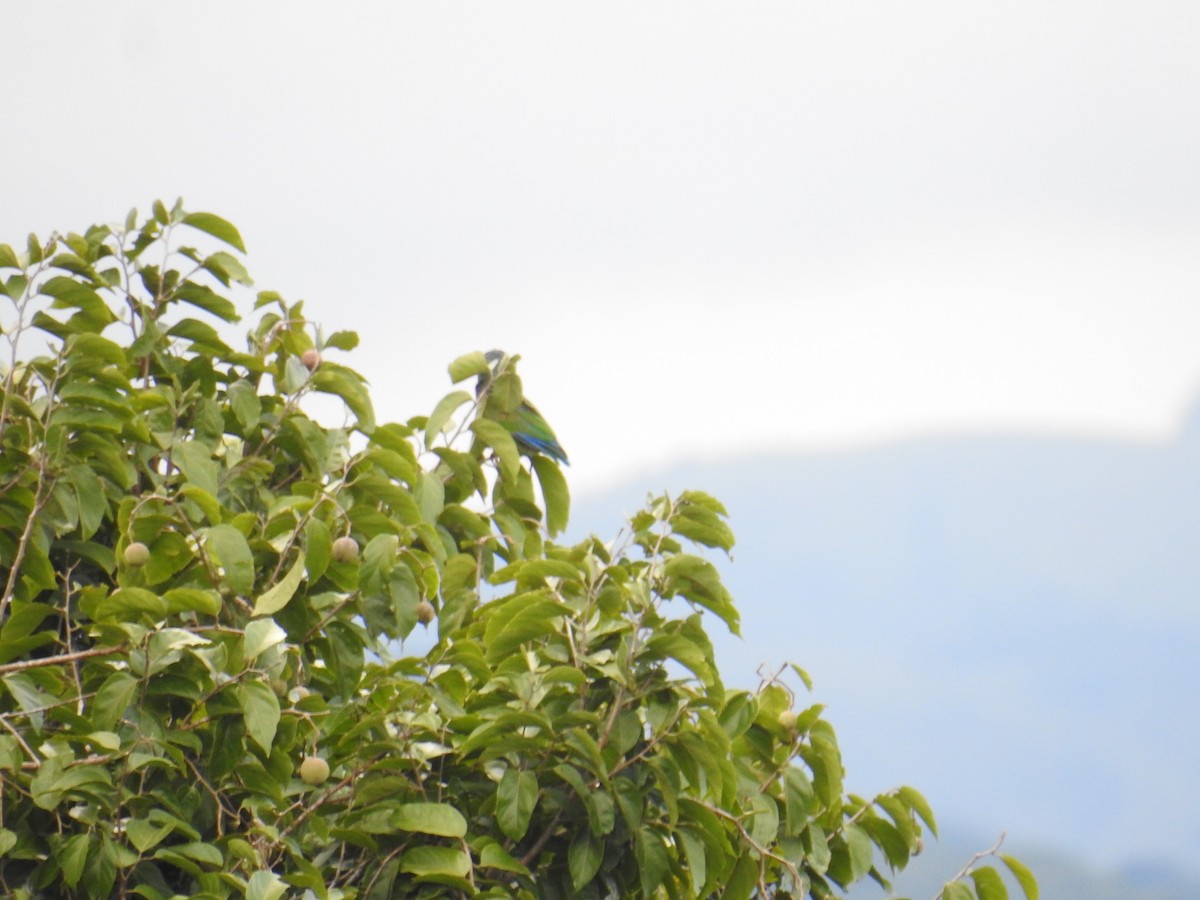 Loro Senil - ML644749805