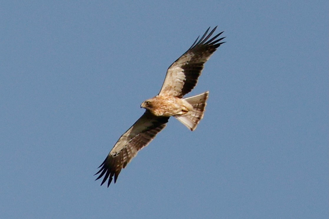 Booted Eagle - ML644749806