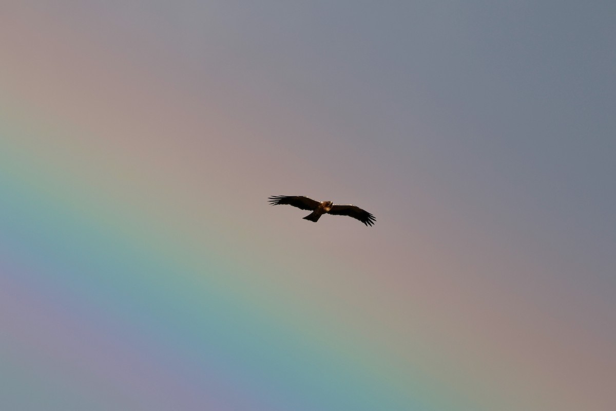 Booted Eagle - ML644749808