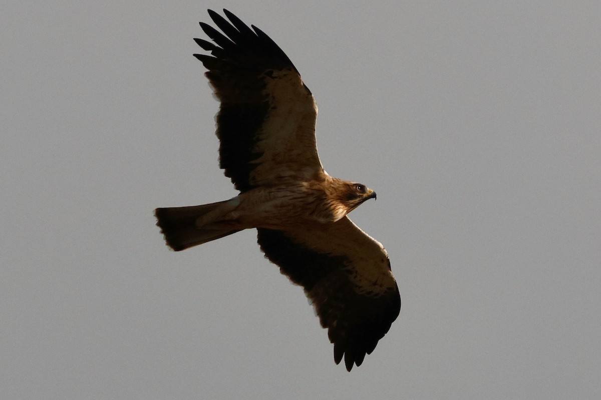 Booted Eagle - ML644749809