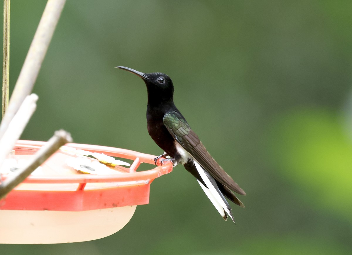 クロハチドリ - ML644749810