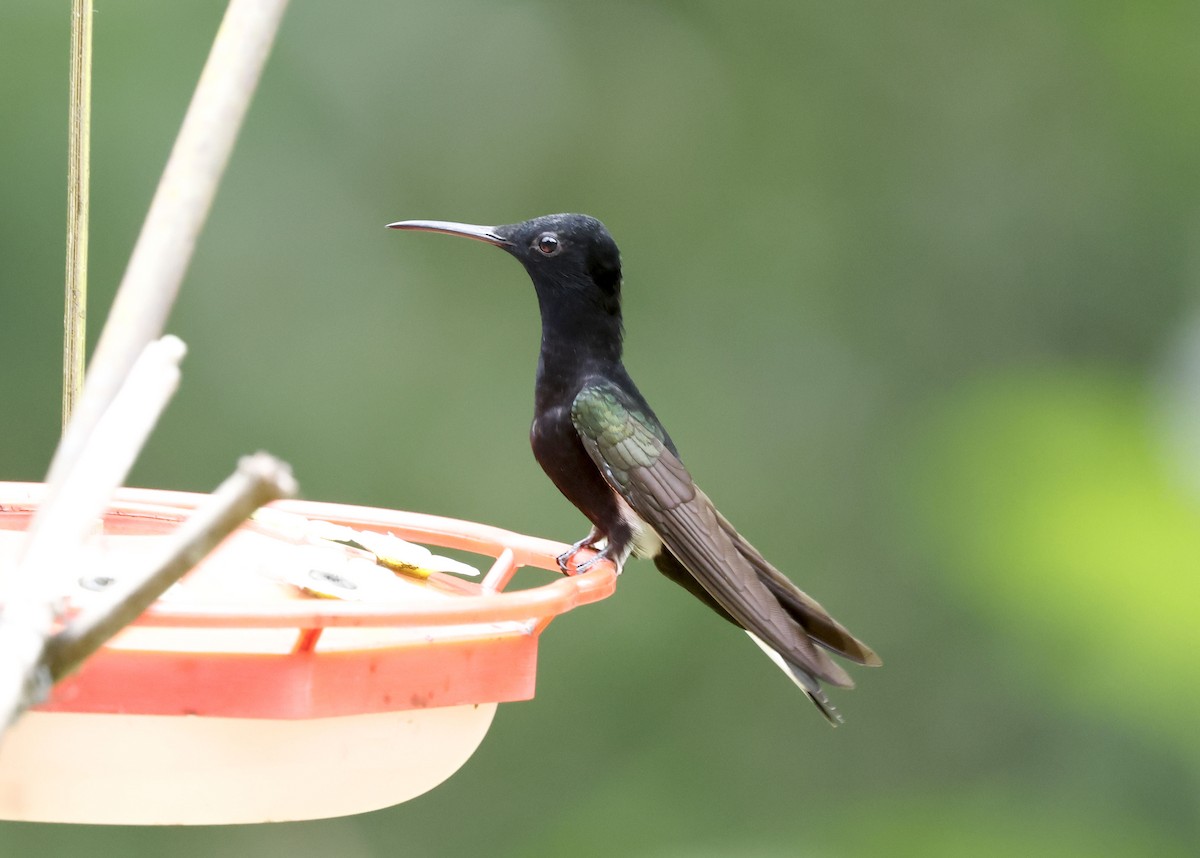 クロハチドリ - ML644749811