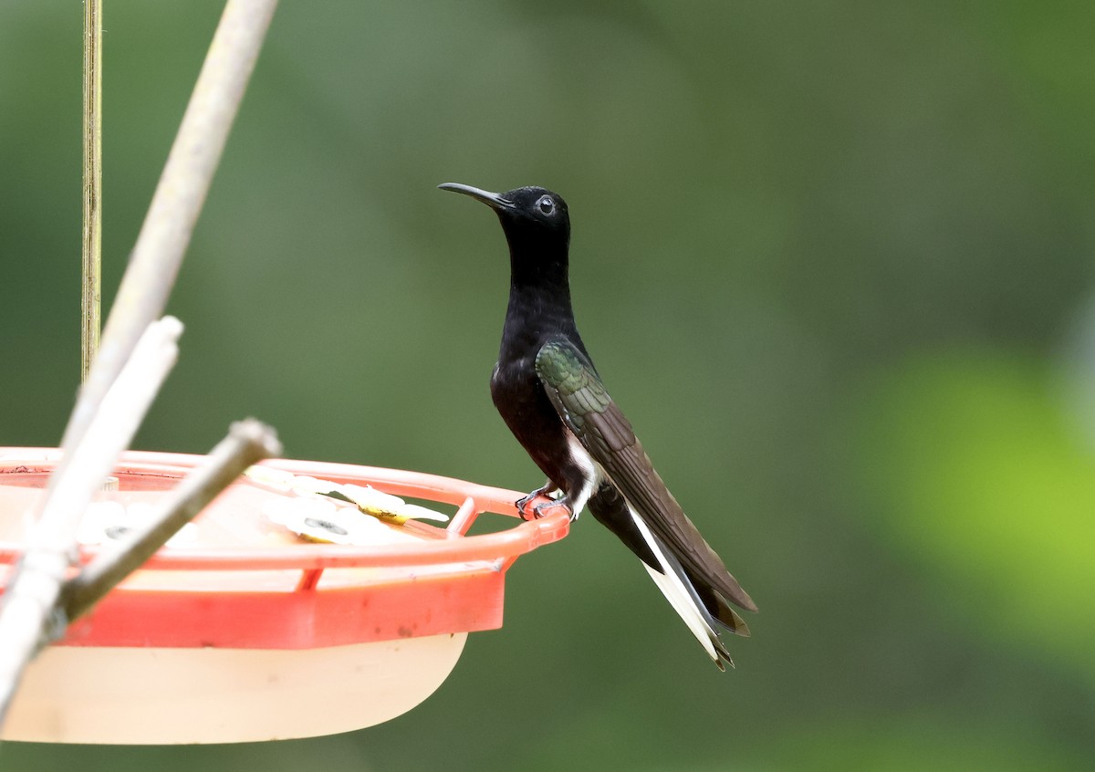 クロハチドリ - ML644749812