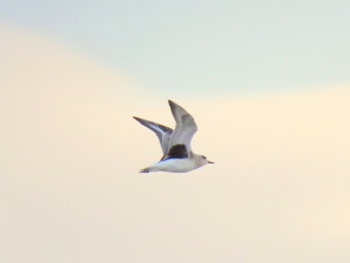 Black-bellied Plover - ML644749817