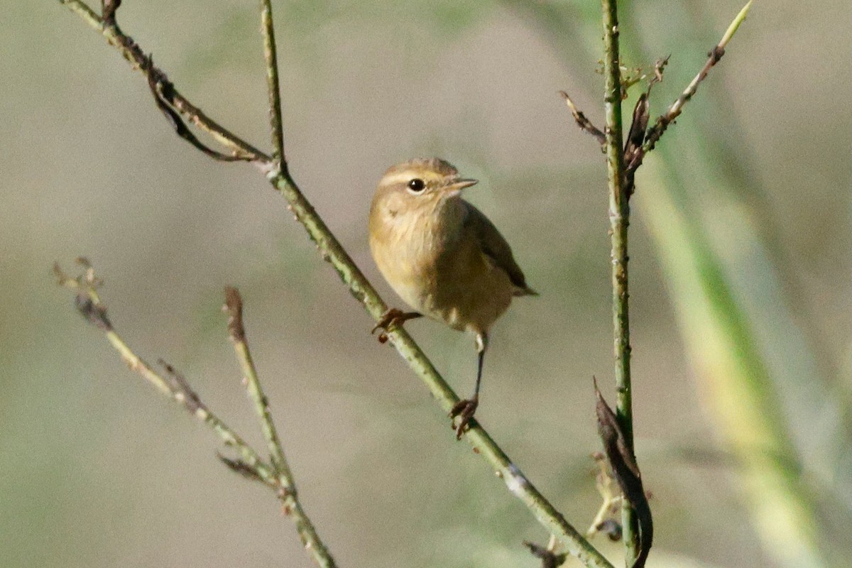 Common Chiffchaff - ML644749827