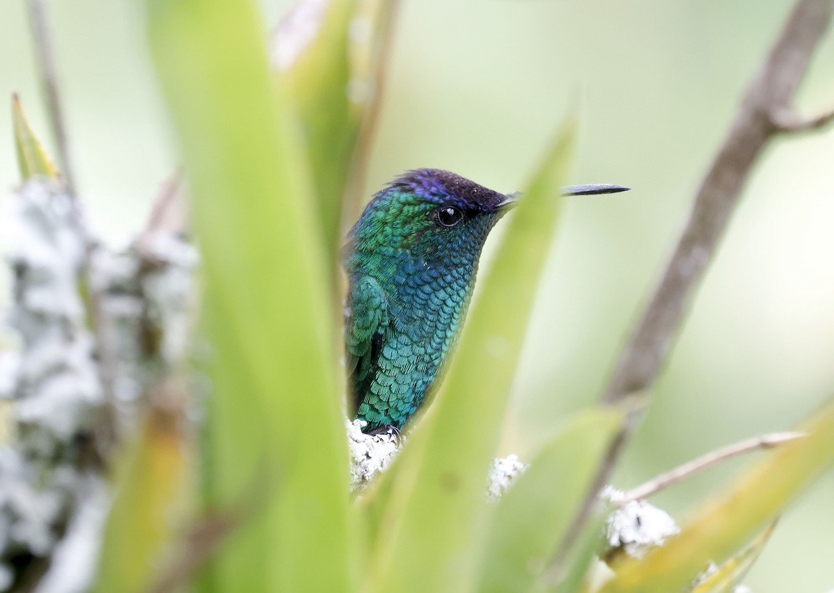 Violet-capped Woodnymph - ML644749828