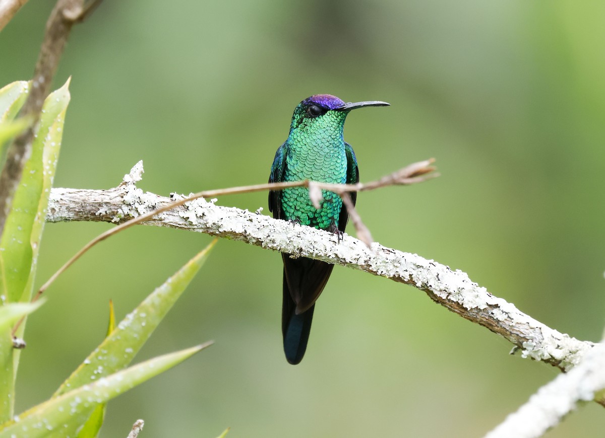 Violet-capped Woodnymph - ML644749830