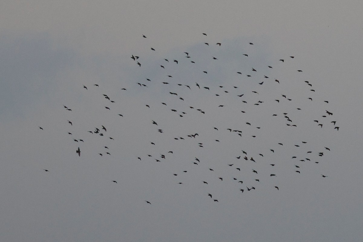 Spotless Starling - ML644749839